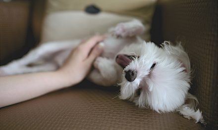 Mifidog e la nuova concezione di Dog Sitting per amore