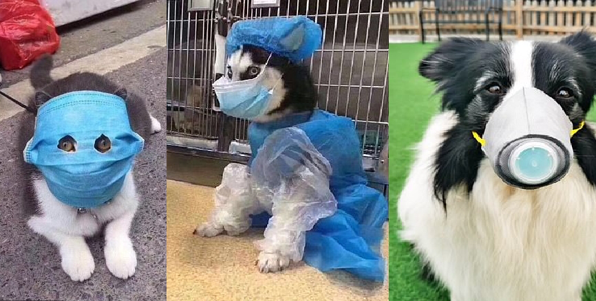 cani che indossano la mascherina per psicosi da coronavirus