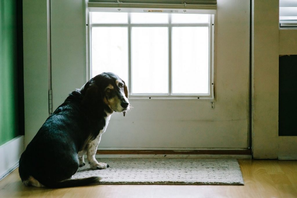 cane dietro alla porta che aspetta