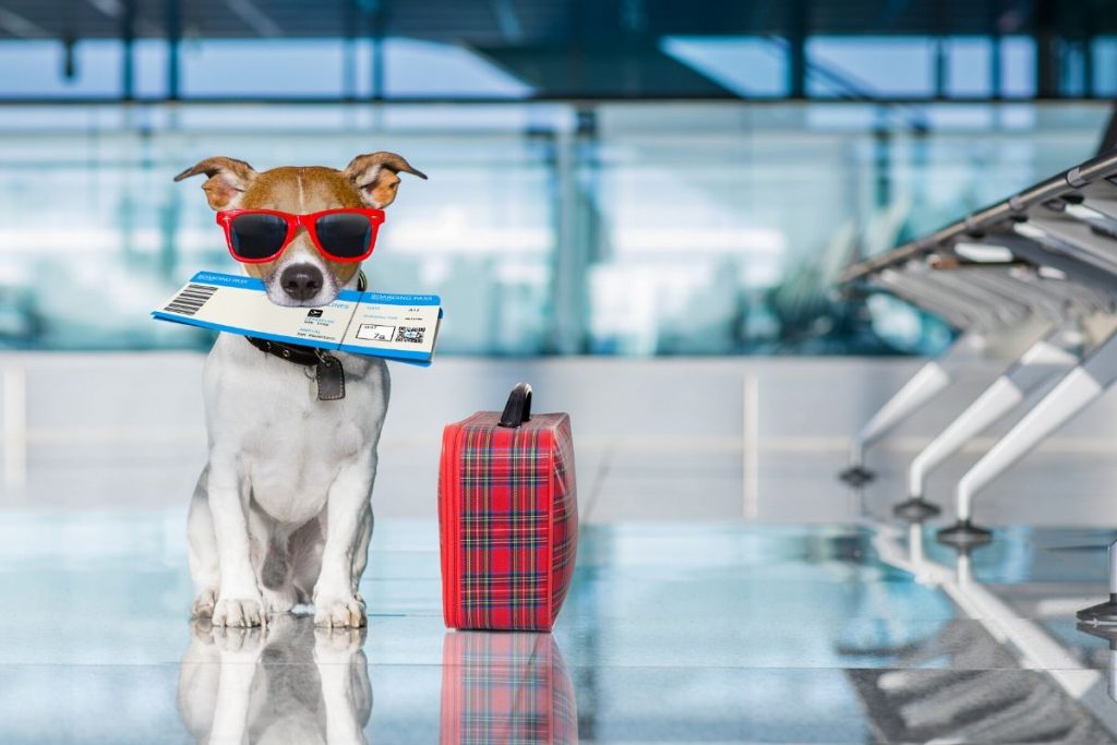viaggiare con il cane in aereo