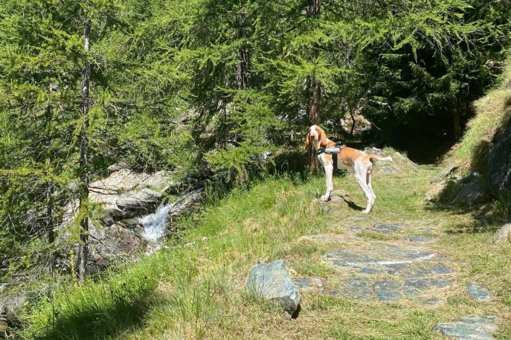 cane nei boschi in montagna