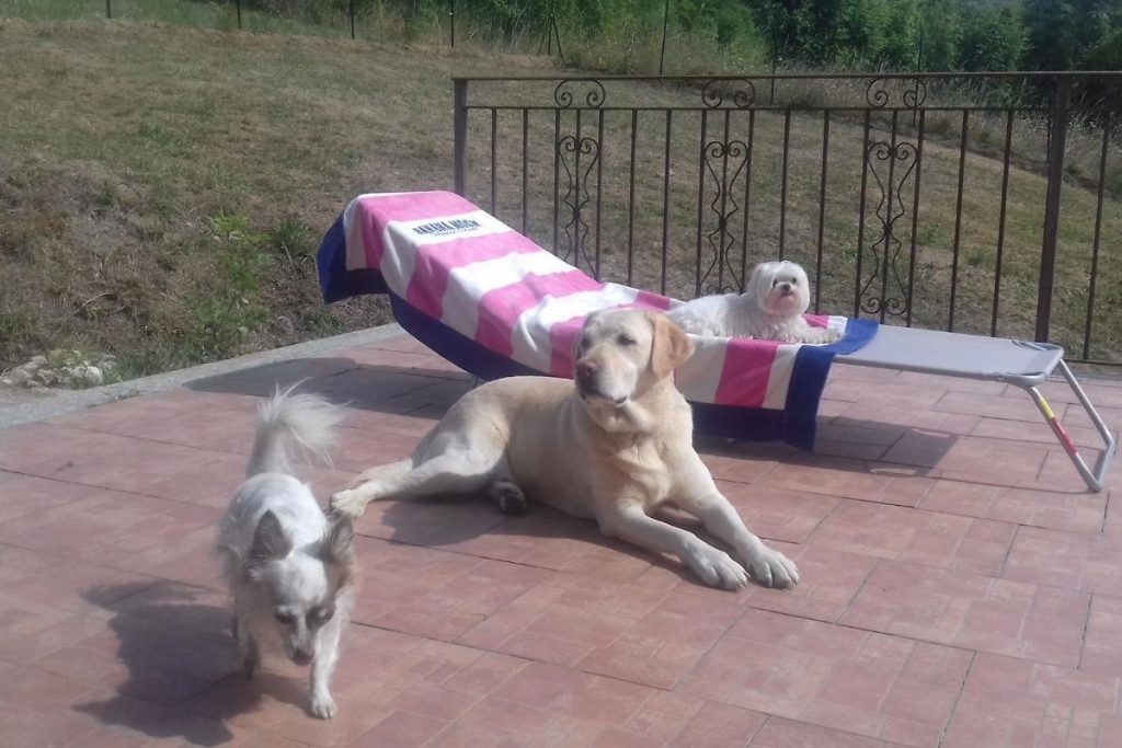 cane felice con altri amici cani