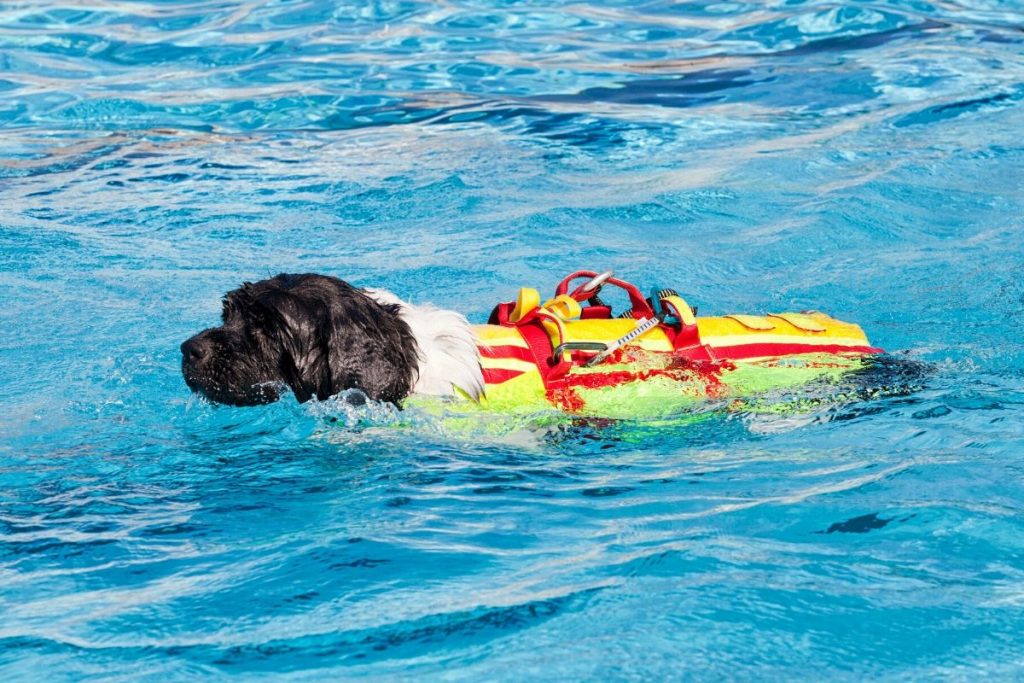 cane con giubbotto di salvataggio per nuotare sicuro