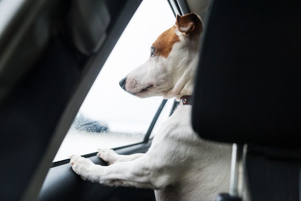 cane chiuso in automobile