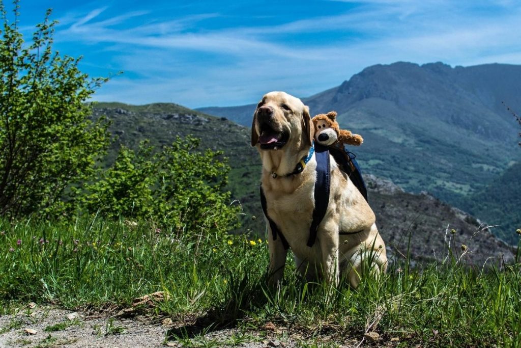 godersi la vacanza con il cane in montagna