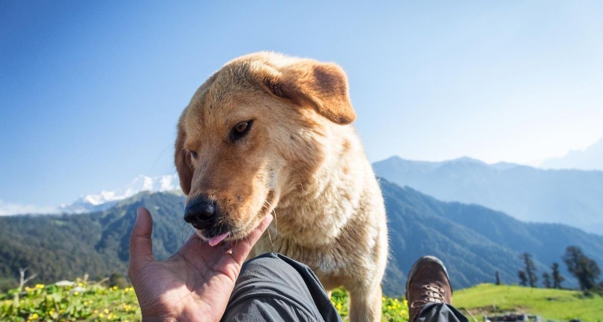 Come prepararsi per andare in vacanza in montagna con il cane