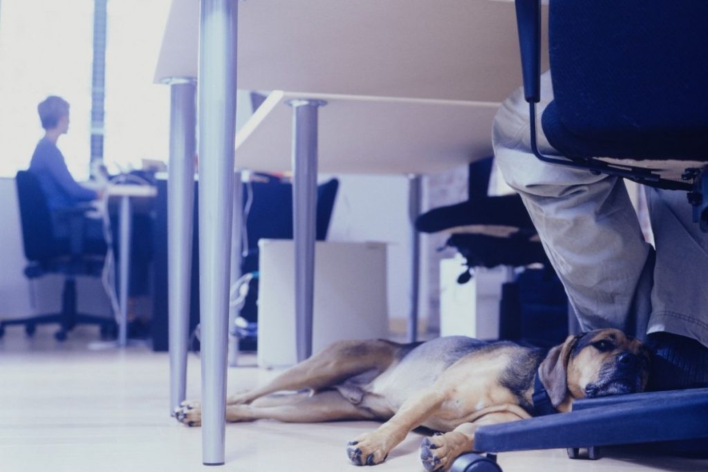 cane in ufficio con il padrone