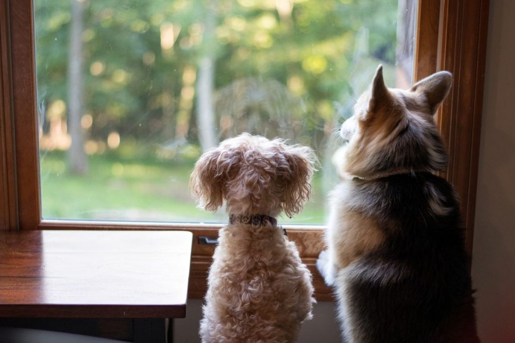 cani a casa che aspettano i padroni