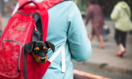 Tutti pronti per il rientro a scuola dei bambini…e il cane?