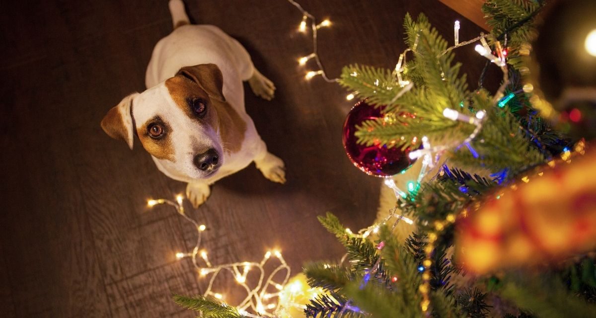Pronti per gli addobbi di Natale con il cane!