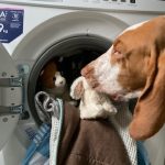 5 Consigli su come tenere la casa pulita con il cane