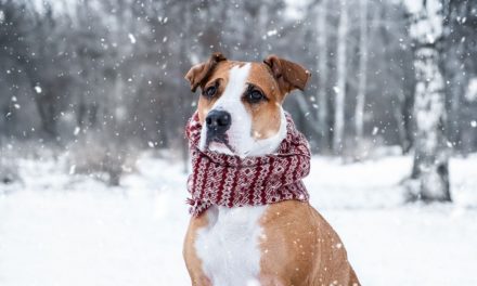 5 Modi per proteggere il cane dal freddo