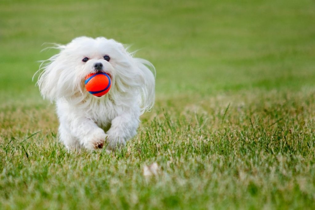 Giocare con il cane come attività da integrare alle passeggiate