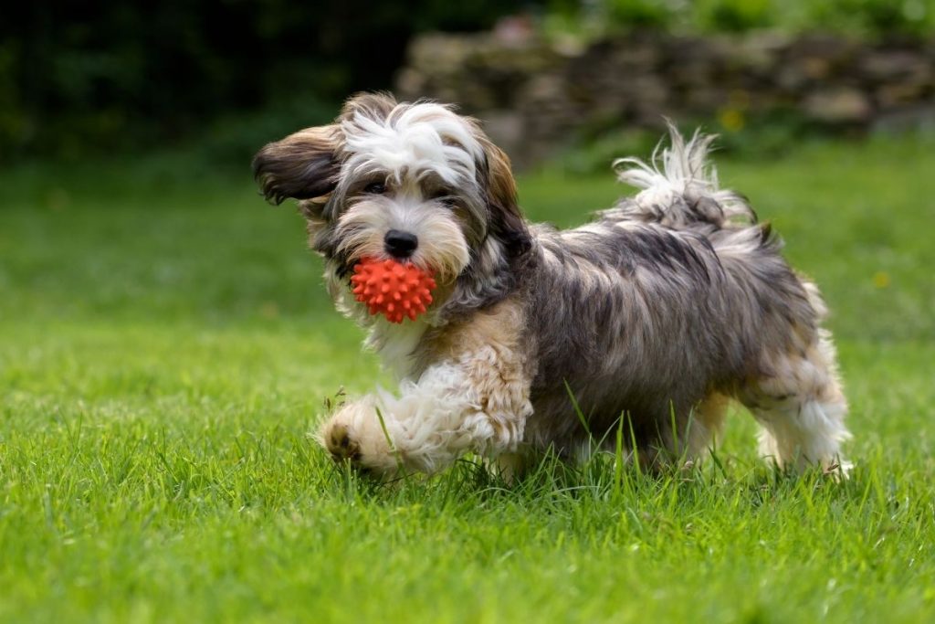 cane che gioca con la pallina
