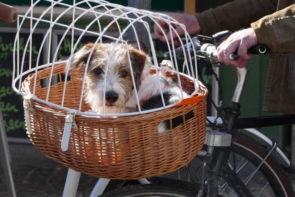 trasportare il cane nel cestini della bici