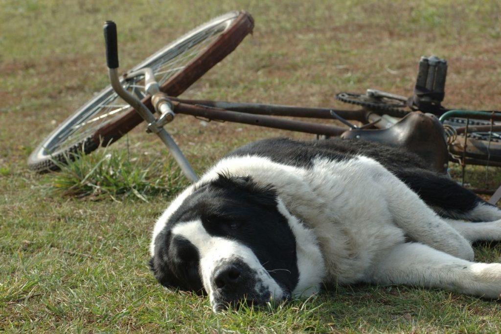 pericoli nel portare il cane legato al guinzaglio in bici