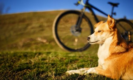 Cani, biciclette e piste ciclabili: attenzione alle regole