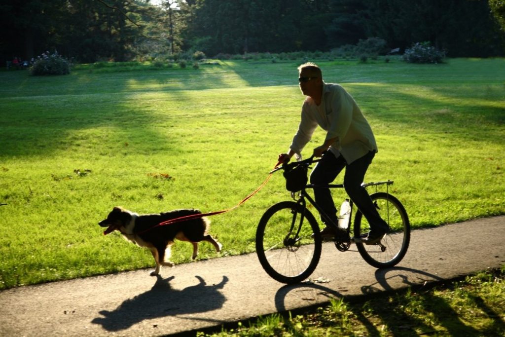 condurre il cane al guinzaglio mentre si va in bici