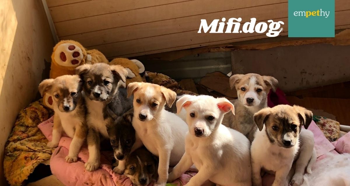 Affido temporaneo e adozione: Mifidog e Emphety insieme per il benessere dei cani