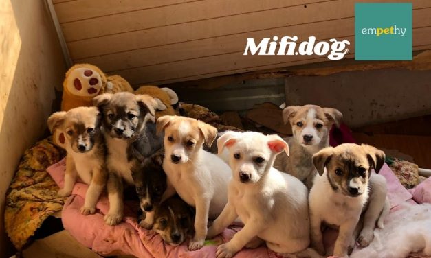 Affido temporaneo e adozione: Mifidog e Emphety insieme per il benessere dei cani