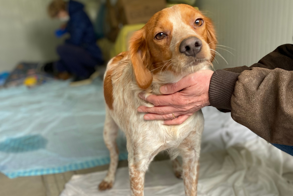 un cane espagneul breton che aspetta di trovare una famiglia che lo adotti